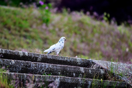 A white pigeon with black spots stands on moss-covered stone steps in a grassy area.の写真素材