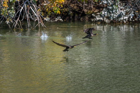 Two cormorant birds flying low over a calm river with trees in the background.の写真素材