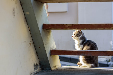 A cat sitting in sunlight on a balcony.の写真素材