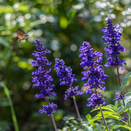 Close-up of vibrant purple heliotrope flowers with green leaves.の写真素材