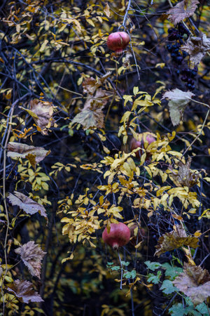 Pomegranates hanging on a tree with autumn leaves.の写真素材