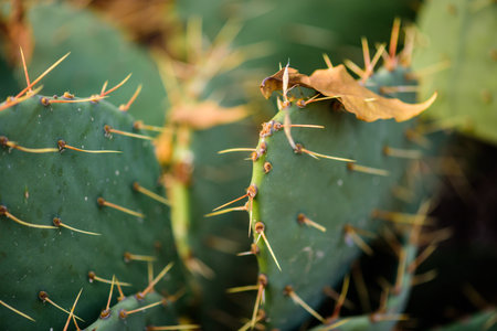 Close-up of a prickly pear cactus with sharp spines and a dry leaf.の写真素材