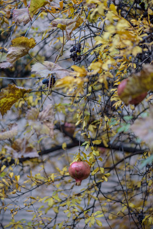 Pomegranate hanging on a branch with autumn leaves.の写真素材