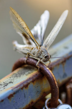 Close-up of a grasshopper perched on a rusty metal surface.の写真素材