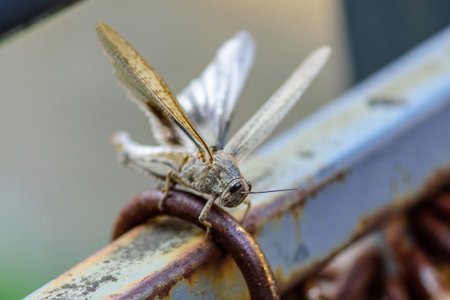 Close-up of a grasshopper with wings spread, perched on a rusty metal surface.の写真素材