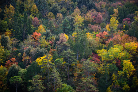 Autumn foliage in the National Botanical Garden in Sololaki hills in Tbilisi, capital of Georgiaの写真素材