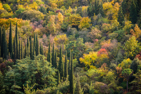 Autumn foliage in the National Botanical Garden in Sololaki hills in Tbilisi, capital of Georgiaの写真素材