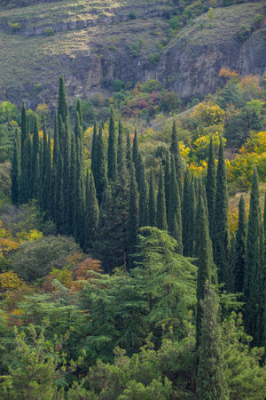 Autumn foliage in the National Botanical Garden in Sololaki hills in Tbilisi, capital of Georgiaの写真素材
