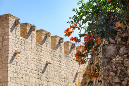 Flowers growing on fortifications in Jelsa old town on the Adriatic island of Hvar in the county of Split-Dalmatia in Croatiaの写真素材