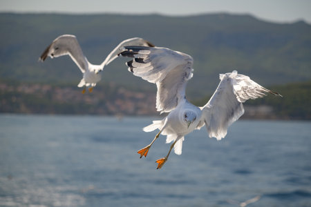Seagulls flying over water on a sunny day, coastal sceneryの写真素材