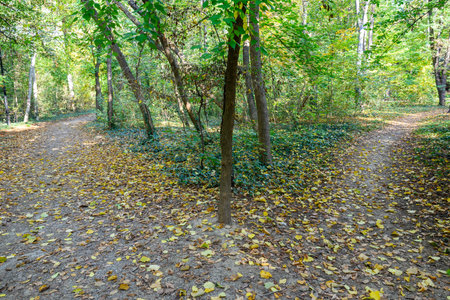 Autumn trees and leaves foliage, Kosutnjak park in Belgrade, capital of Serbia