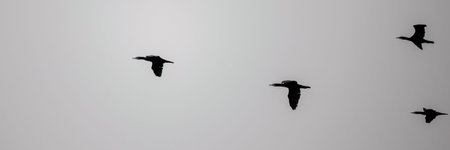 Silhouette of four Cormorant birds flying against a gray sky.