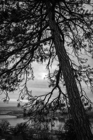 Silhouette of a tree against a cloudy sky overlooking Sava river in Belgrade, Serbia on 5 January 2024の写真素材