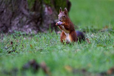 Squirrel eating oak acorn in a park in autumn season