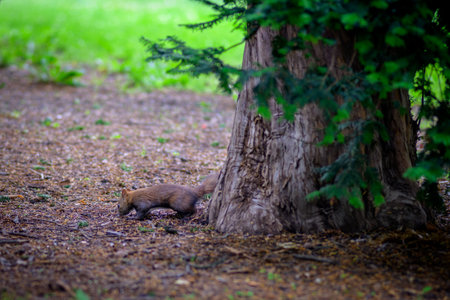 A squirrel foraging near a tree in a park setting.の写真素材