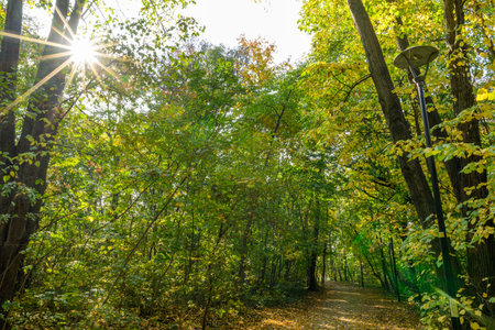 Sunlight filtering through autumn trees along a forest path.の写真素材