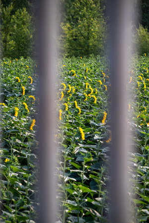 Sunflower field viewed through metal bars, blurred foreground.の写真素材
