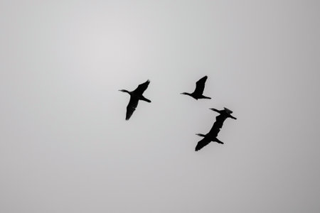 Silhouette of four Cormorant birds flying against a gray sky.の写真素材