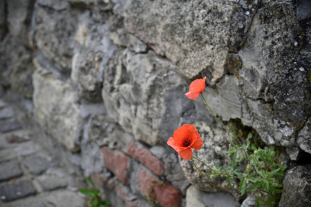 Red poppies growing against an old stone wall.の写真素材