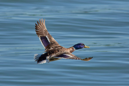 A duck flying over a calm blue lake with wings spread.の写真素材