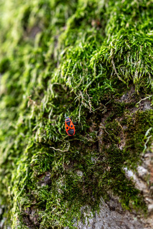 A red and black bug on a moss-covered tree trunk.の写真素材