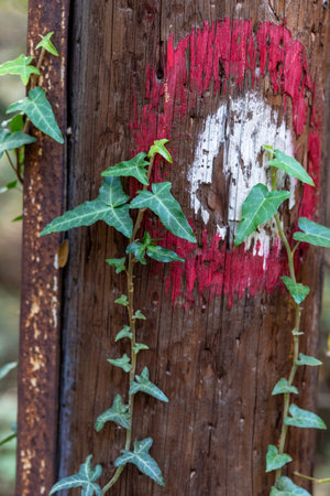 Ivy climbing a wooden pole with a faded red and white sign.の写真素材