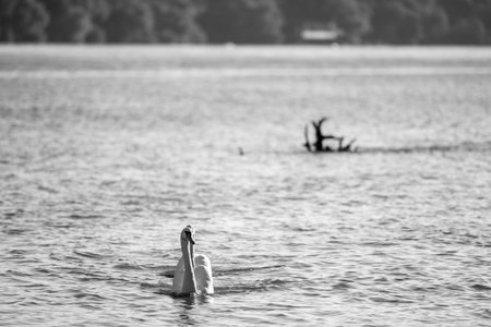 Beautiful elegant white swan swimming in the blue waters of a riverの写真素材