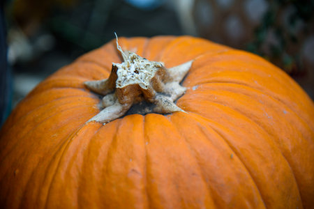 Autumn Halloween pumpkin decorations in a park foliage backgroundの写真素材