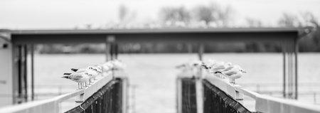 Black and white photo of seagulls perched on a railing by the water.の写真素材