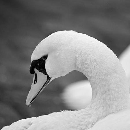 Beautiful elegant white swans swimming in the blue waters of a riverの写真素材