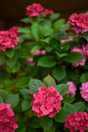 Close-up of vibrant pink hydrangea flowers with lush green leaves.の写真素材