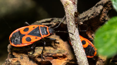 Close-up of red and black firebugs on a tree branch.