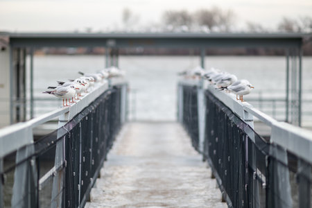 Seagulls perched on a pier railing by a calm lake.の写真素材