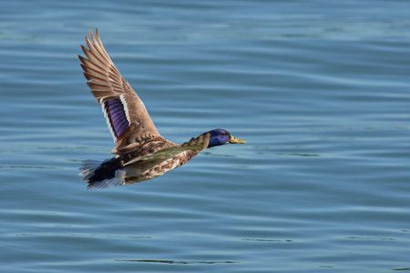 A duck flying over a calm blue lake with wings spread.