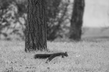 Squirrel climbing a tree with autumn leaves foliage in a parkの写真素材