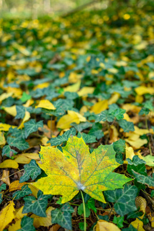 A single maple leaf on a bed of ivy and fallen leaves.の写真素材