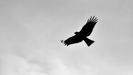 Black and white Silhouette of a hawk soaring in a cloudy skyの写真素材