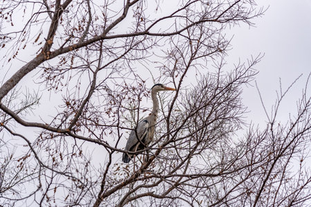 A heron perched on leafless tree branches against a cloudy skyの写真素材