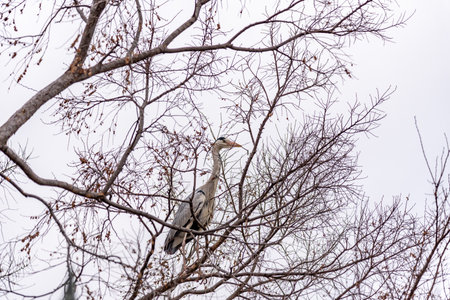 A heron perched on leafless tree branches against a cloudy skyの写真素材