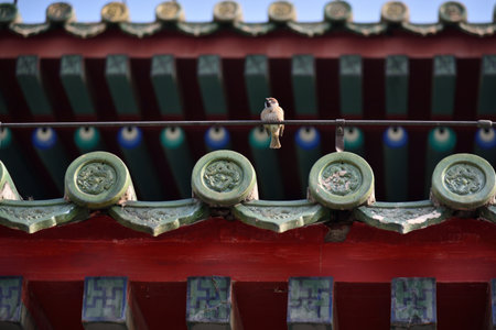 Sparrow perched on a traditional Buddhist temple roof with colorful tiles in Beijing, capital of Chinaの写真素材