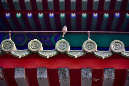 Sparrow perched on a traditional Buddhist temple roof with colorful tiles in Beijing, capital of...