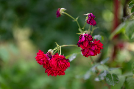 Close-up of vibrant red roses with green foliage background.の写真素材
