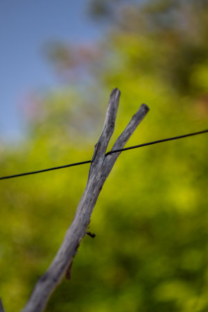 Close-up of a wooden stick supporting a wire against a blurred green background.の写真素材