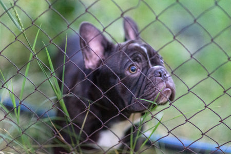 Close-up of a French Bulldog behind a wire fence, looking curious.の写真素材
