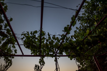 Vine-covered trellis at dusk with a visible crescent moon.の写真素材