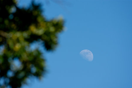 Daytime moon in blue sky with blurred tree leaves in foreground.の写真素材