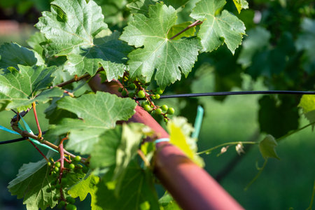 Close-up of grapevine with green leaves and small grapes.の写真素材