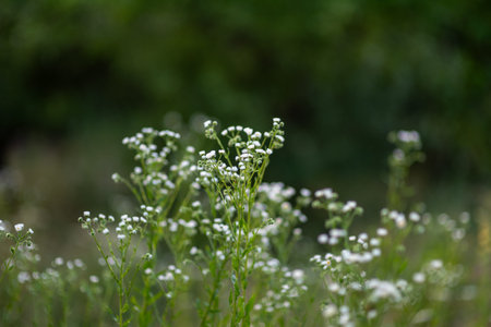 Field of daisy wildflowers with white blooms in a lush green meadow.