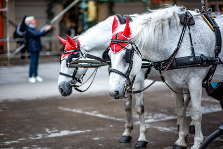 White Lipizzaner tourist chariot horses, trained in the Spanish Riding School in Vienna, capital of Austria on 2 May 2023の写真素材