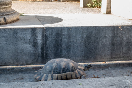 Tortoise walking on a concrete surface in a sunny outdoor setting.の写真素材